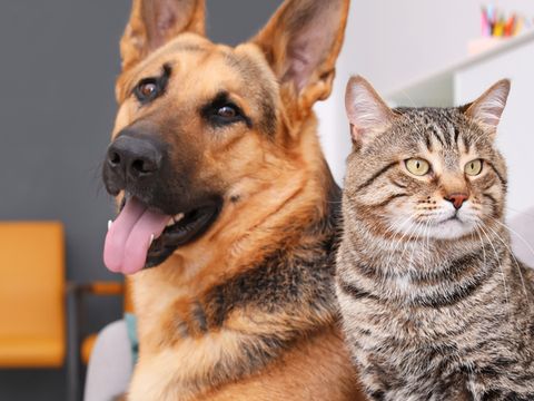 5 pet-friendly condos in Toronto