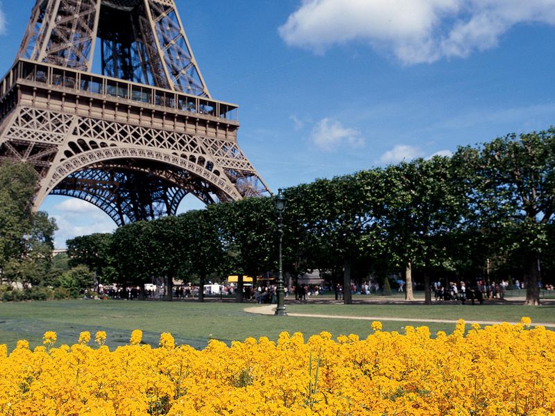 patch of yellow flowers in front of eiffel tower in paris on sunny day