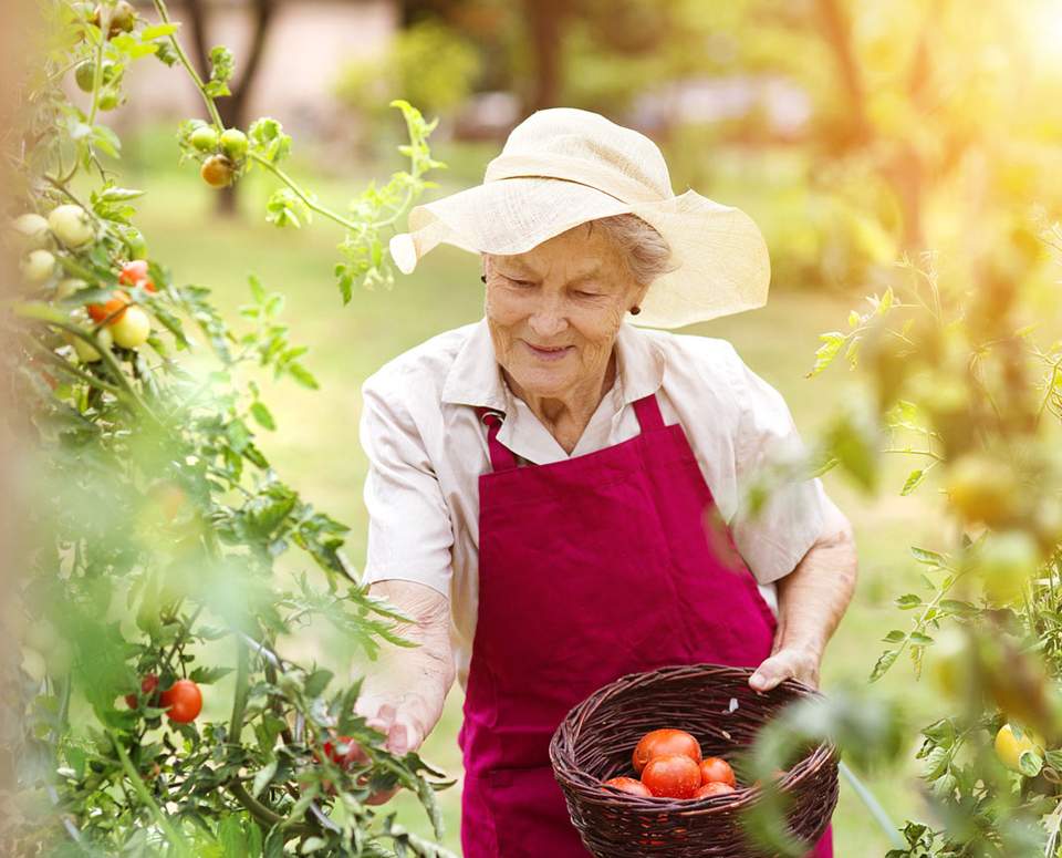 Senior woman with tomato's