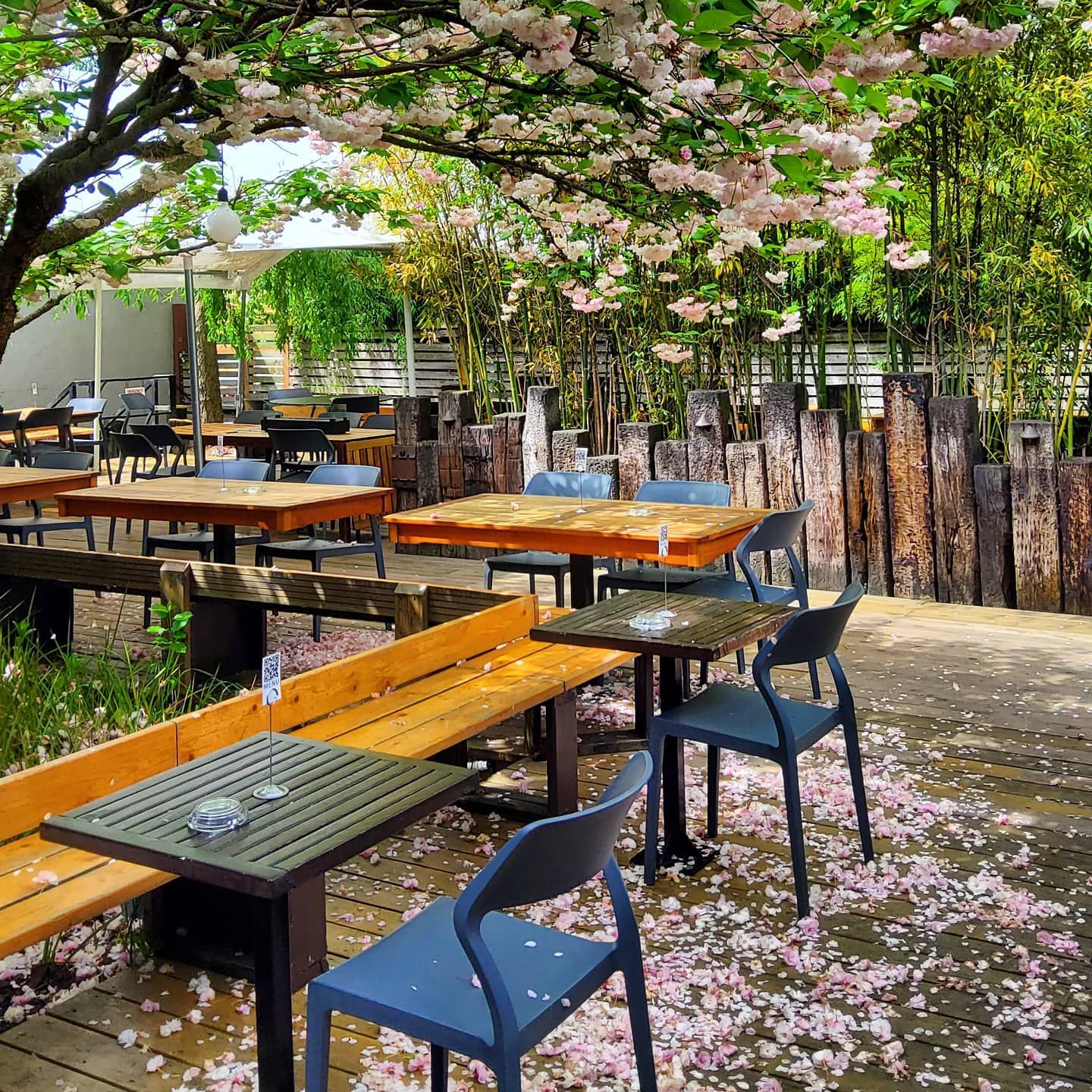 Rontoms patio with cherry blossom trees