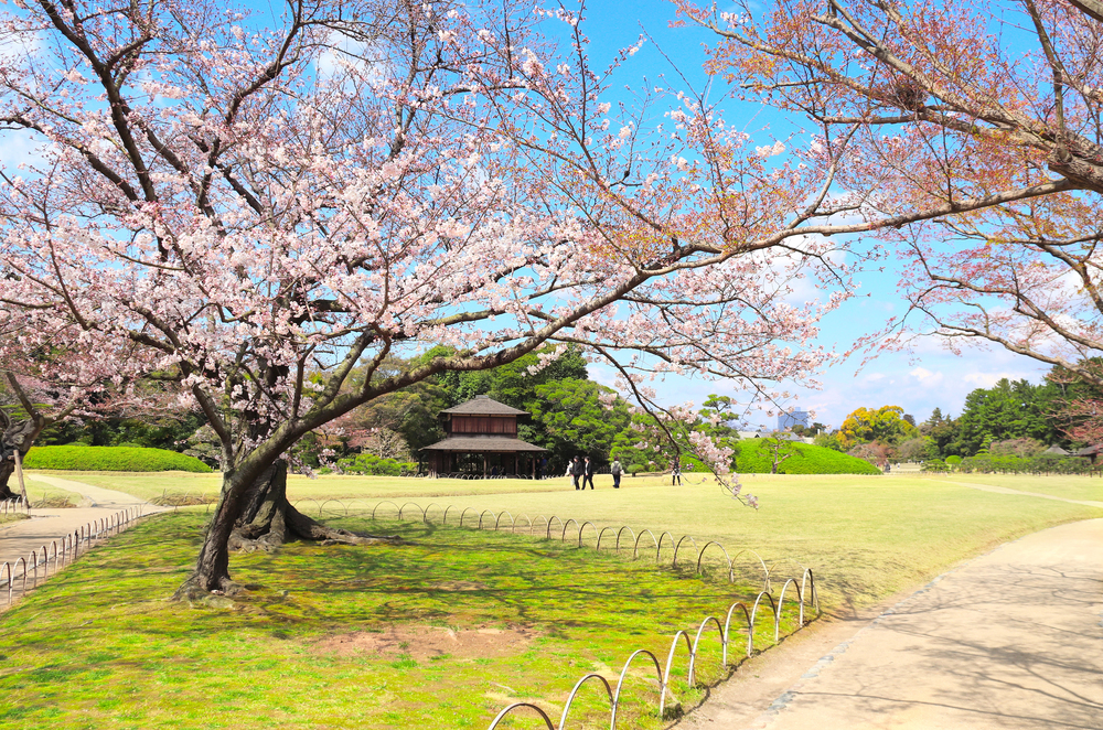 sakura