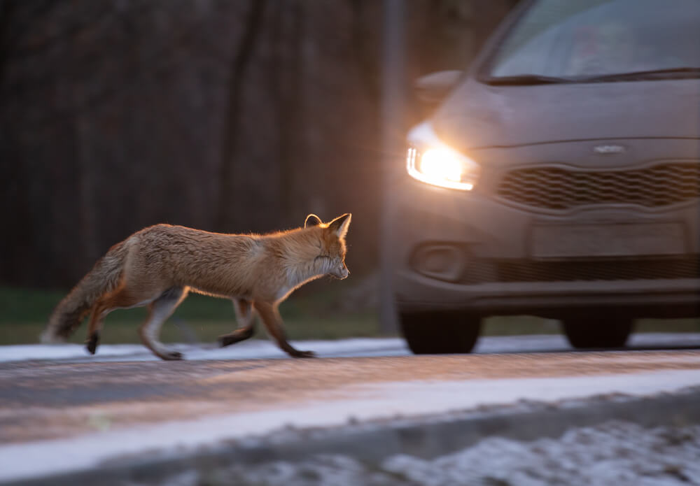 Liška na silnici před autem