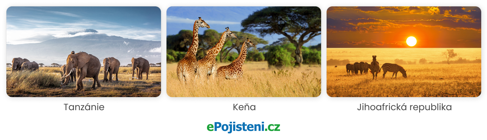 safari-grafika