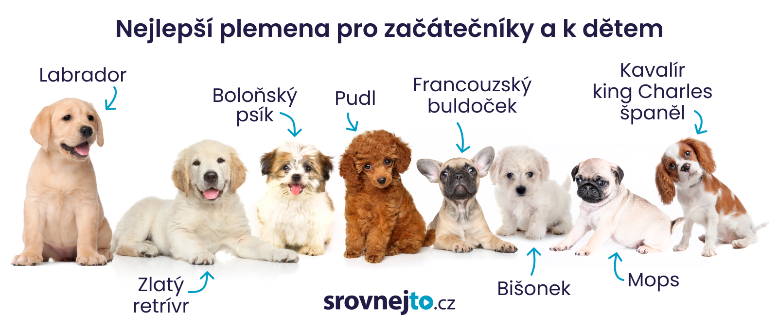 nejlepší plemena psů