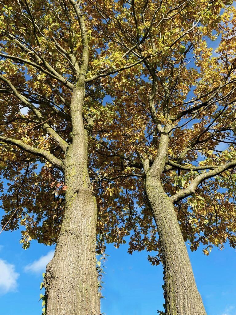 Twee volwassen bomen die als natuurlijke elementen worden geïntegreerd in een maatwerkconstructie van Mobuline.