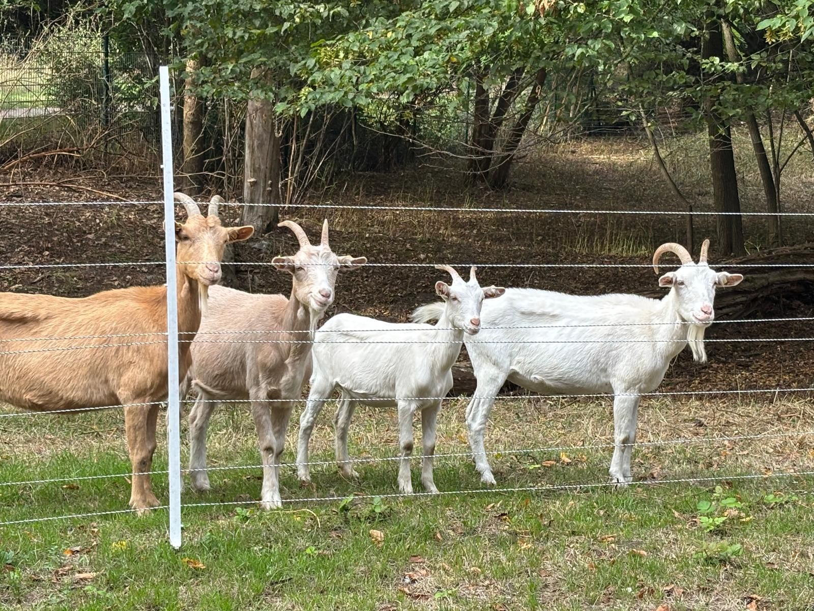 Four goats with curved horns stand behind a wire fence on grass, with trees in the background.