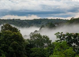 Earthly invest in nature rainforest skyline