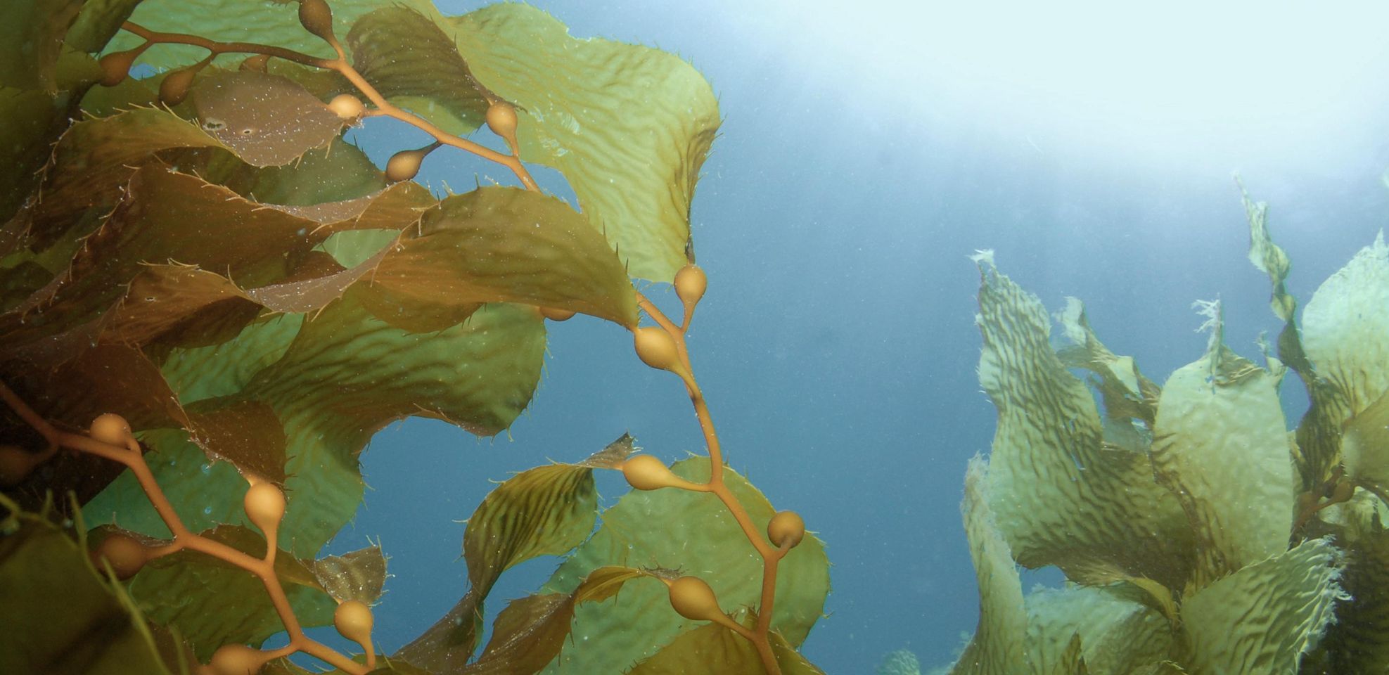 Algae in the sea