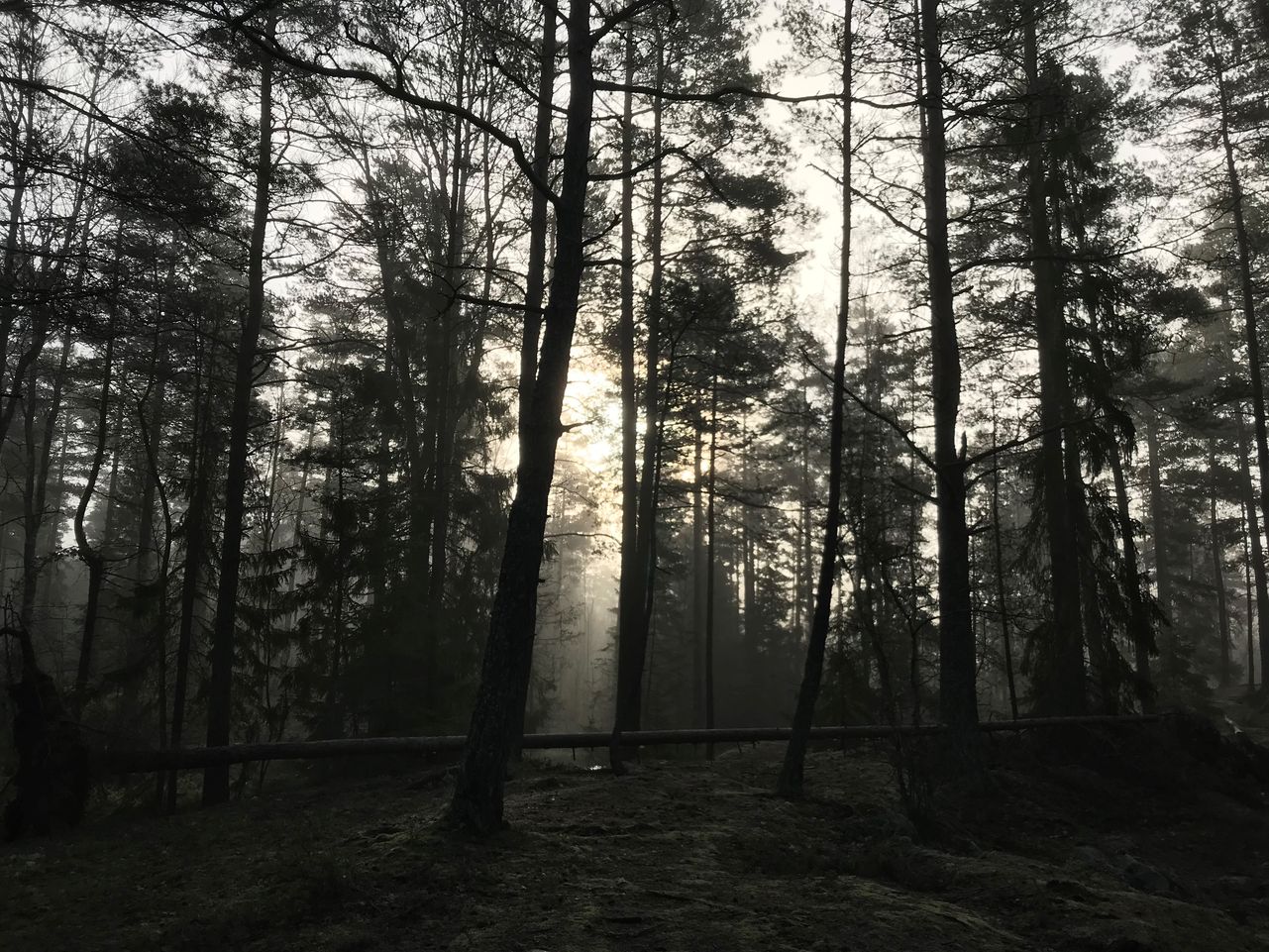Skog