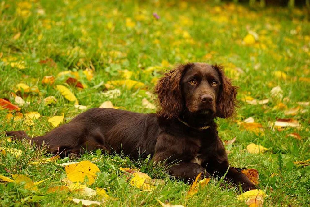 Brown Puppy in field