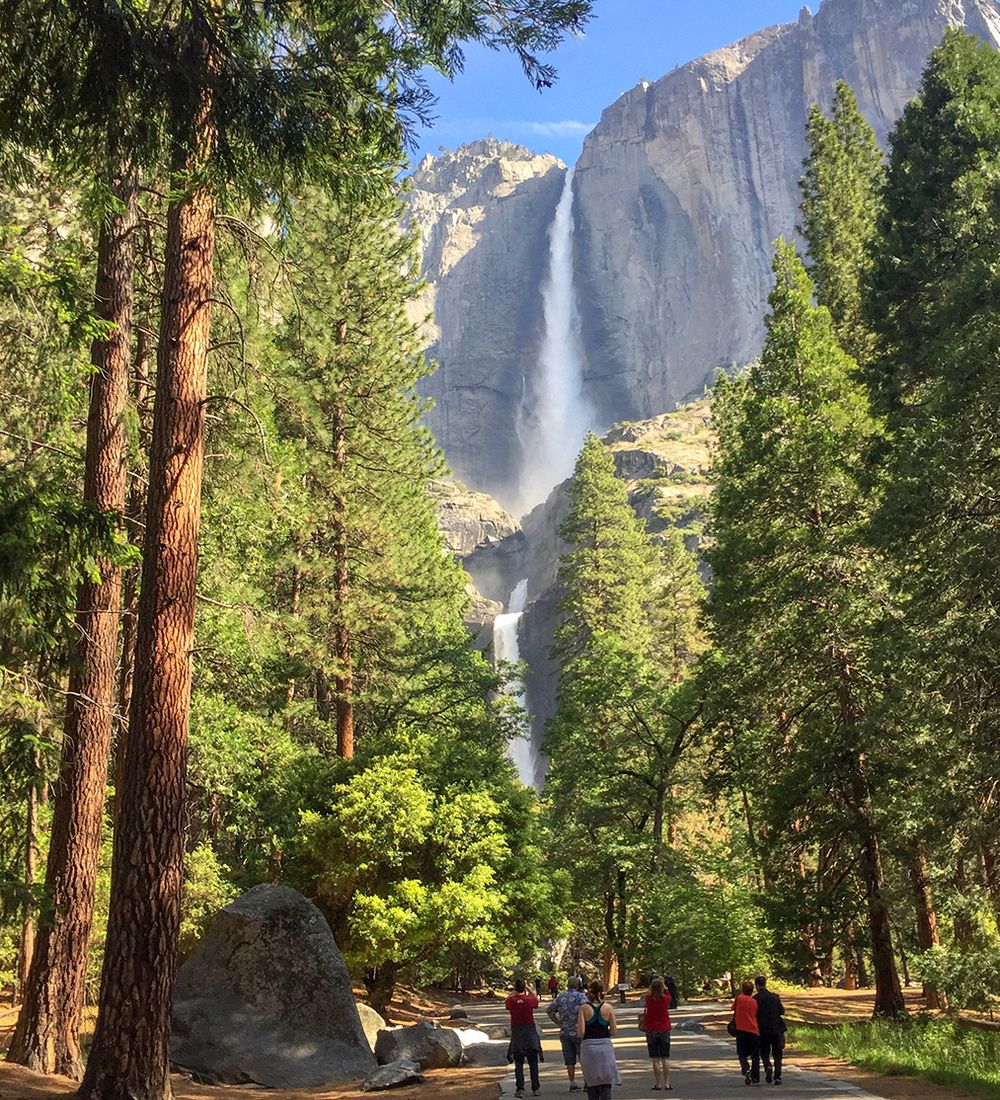 walking through forest to yosemite falls california