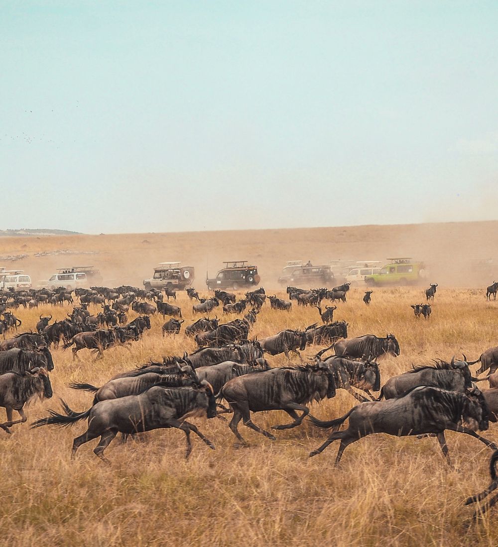 an animal herd running through the maasai mara national reserve