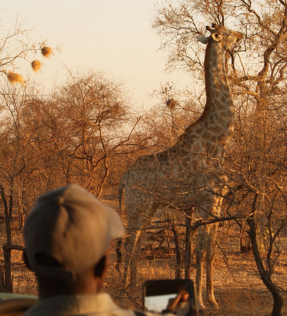 man in safari vehicle looking at a giraffe