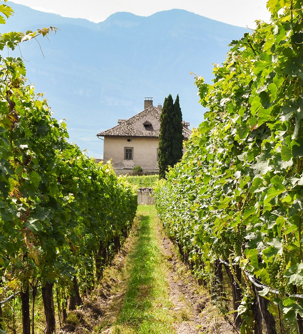 vineyard near mountains