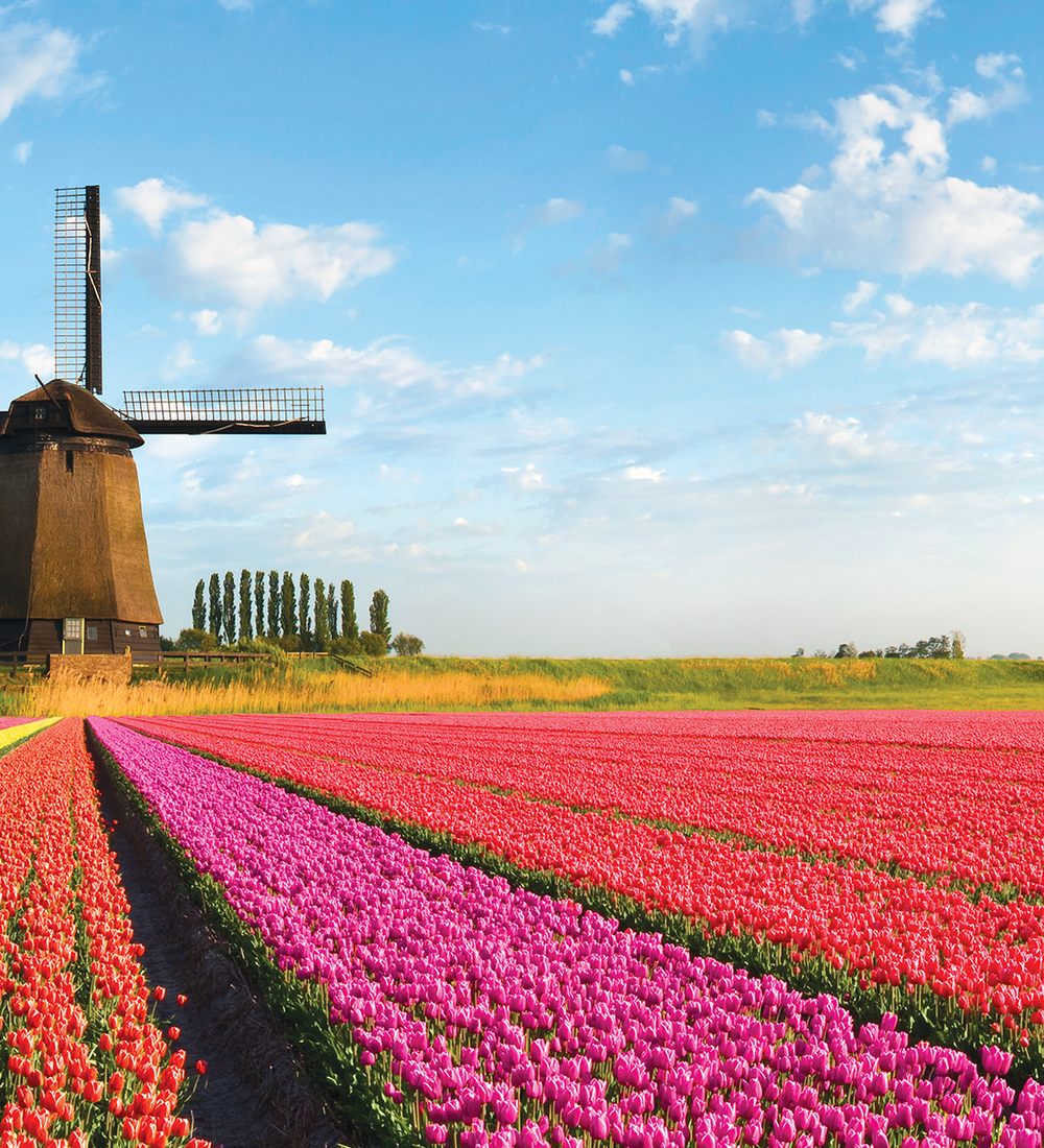 landscape of bouquet of colorful tulips and windmills in netherlands