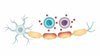 Über Multiple Sklerose, Außer Kontrolle: Das Immunsystem bei MS
