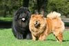 Thumbnail image 1 of Chow Chow dog breed