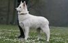 Thumbnail image 0 of Berger Blanc Suisse dog breed