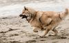 Thumbnail image 2 of Eurasier dog breed