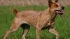 Thumbnail image 0 of Australian Stumpy Tail Cattle Dog dog breed