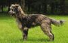 Thumbnail image 3 of Pyrenean Shepherd dog breed