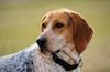 Thumbnail image 0 of American English Coonhound dog breed