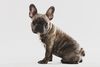 Thumbnail image 4 of French Bulldog dog breed