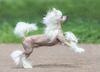 Thumbnail image 1 of Chinese Crested dog breed