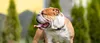 Thumbnail image 1 of Bulldog dog breed