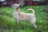 Thumbnail image 4 of Chihuahua dog breed