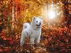 Thumbnail image 1 of Samoyed dog breed