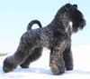 Thumbnail image 1 of Kerry Blue Terrier dog breed