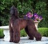 Thumbnail image 7 of Afghan Hound dog breed