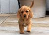 Thumbnail image 1 of Basset Fauve De Bretagne dog breed