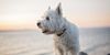 Thumbnail image 1 of West Highland White Terrier dog breed