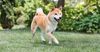 Thumbnail image 3 of Shiba Inu dog breed