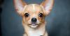 Thumbnail image 1 of Chihuahua dog breed
