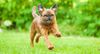 Thumbnail image 3 of Brussels Griffon dog breed