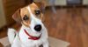 Thumbnail image 2 of Jack Russell Terrier dog breed