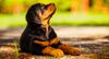 Thumbnail image 4 of Rottweiler dog breed