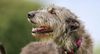 Thumbnail image 5 of Irish Wolfhound dog breed