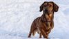 Thumbnail image 2 of Alpine Dachsbracke dog breed