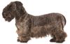 Thumbnail image 0 of Cesky Terrier dog breed