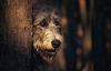Thumbnail image 0 of Irish Wolfhound dog breed