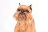 Thumbnail image 0 of Brussels Griffon dog breed