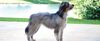 Thumbnail image 0 of Pyrenean Shepherd dog breed