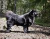 Thumbnail image 1 of Swedish Lapphund dog breed