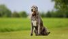 Thumbnail image 4 of Irish Wolfhound dog breed