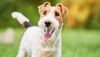 Thumbnail image 0 of Wire Hair Fox Terrier dog breed