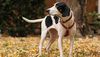 Thumbnail image 0 of Treeing Walker Coonhound dog breed